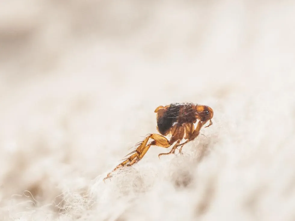 Signs of flea and tick infestation in a Knoxville home