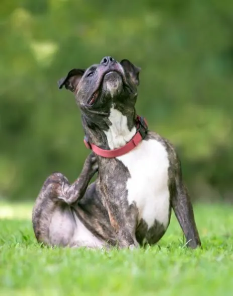 Flea and tick control for Knoxville, TN homes