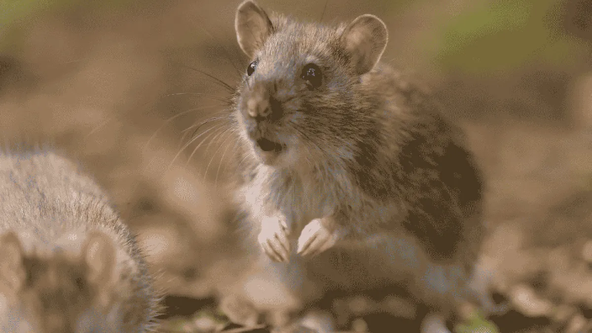 Mice vs. Rats: Which Rodent Is in Your Knoxville Home?