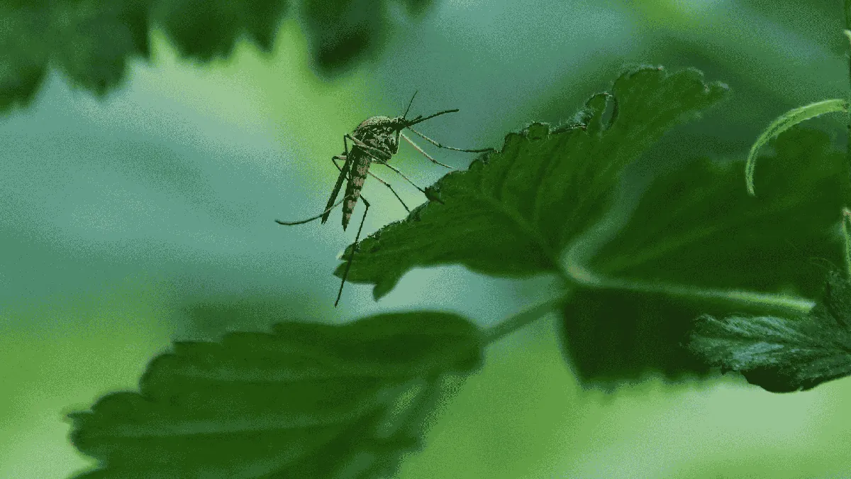 Mosquito Control in Powell, TN