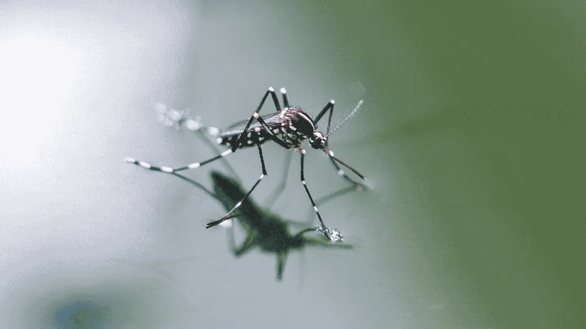 Mosquito Control in Alcoa, TN