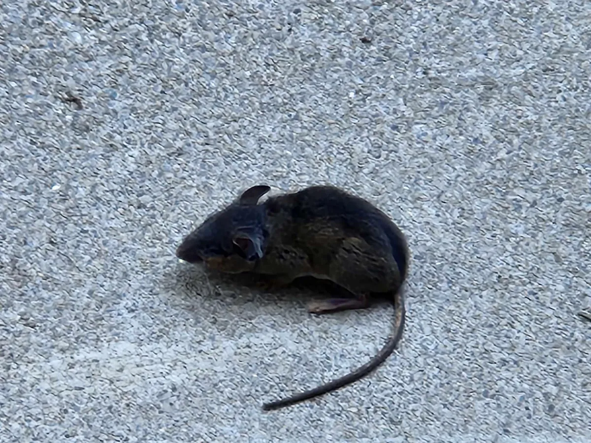 mouse image Critter Wranglers technician performing rodent exclusion on a Knoxville home