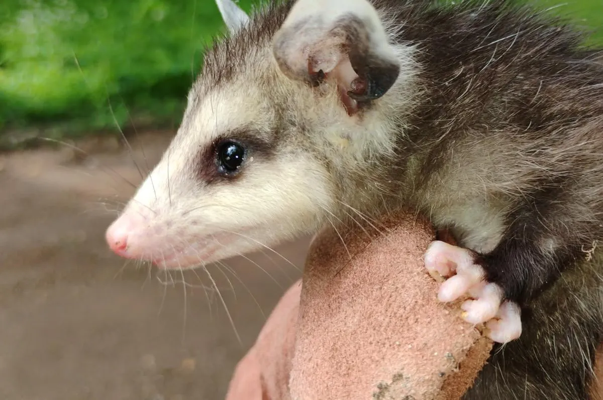 Young opossum held by a Critter Wranglers technician