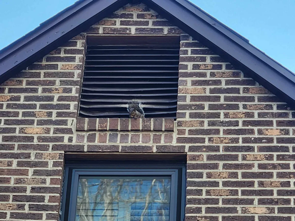 received_1027913291757173 image Animal proofing and exclusion work on a home