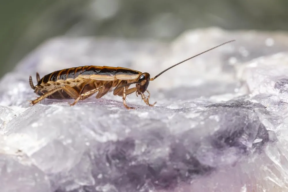 Cockroach infestation in a Knoxville, TN home