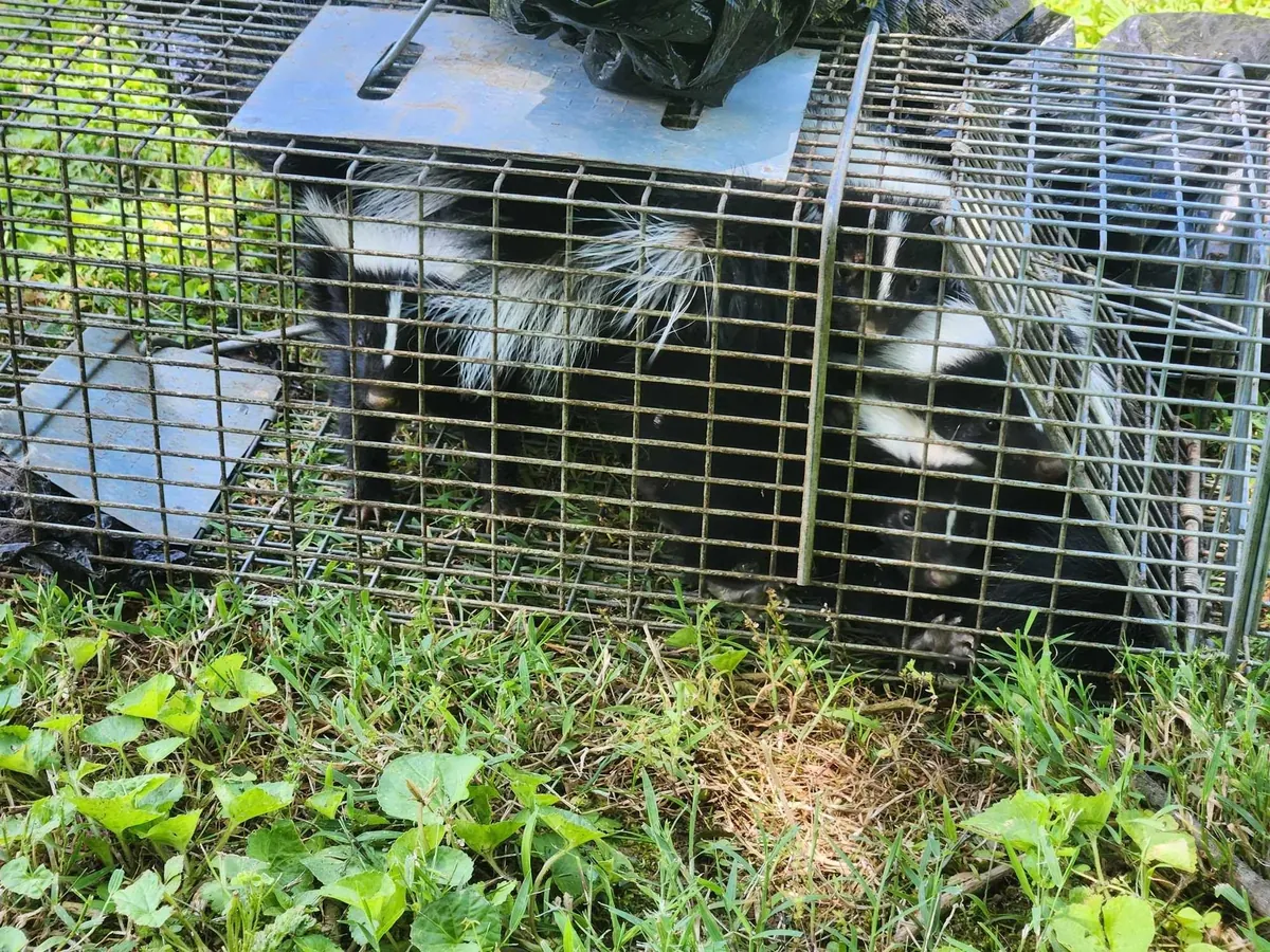 Critter Wranglers technician with service van