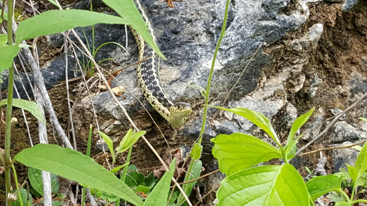 Snake