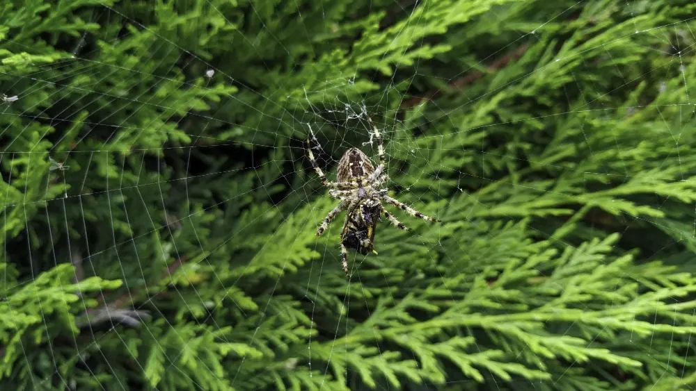 spider-in-tree image Spider control for a Knoxville, TN home