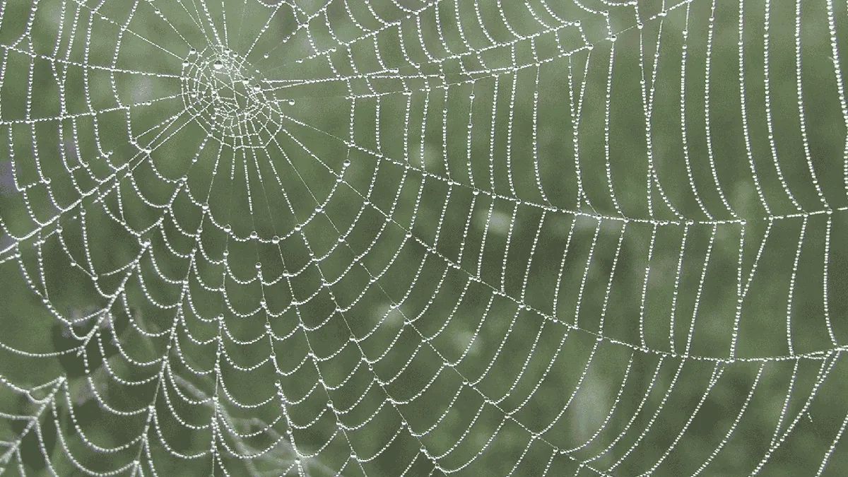 Why Spiders Take Over Your Knoxville Home in Fall