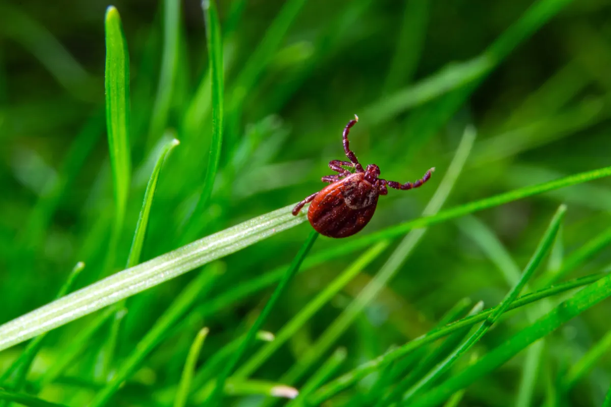 Close-up of a tick