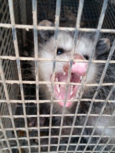 Opossum Removal