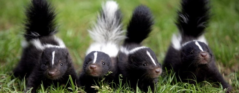 Skunk Removal