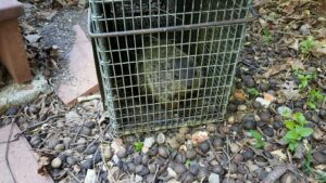 Groundhog Removal