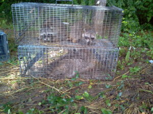 removing raccoons knoxville