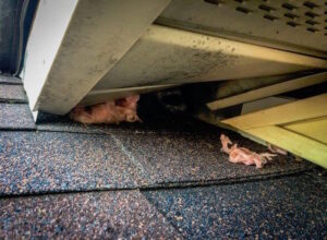 animal damage repair services