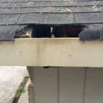 immediate animal damage home repair