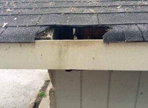 immediate animal damage home repair