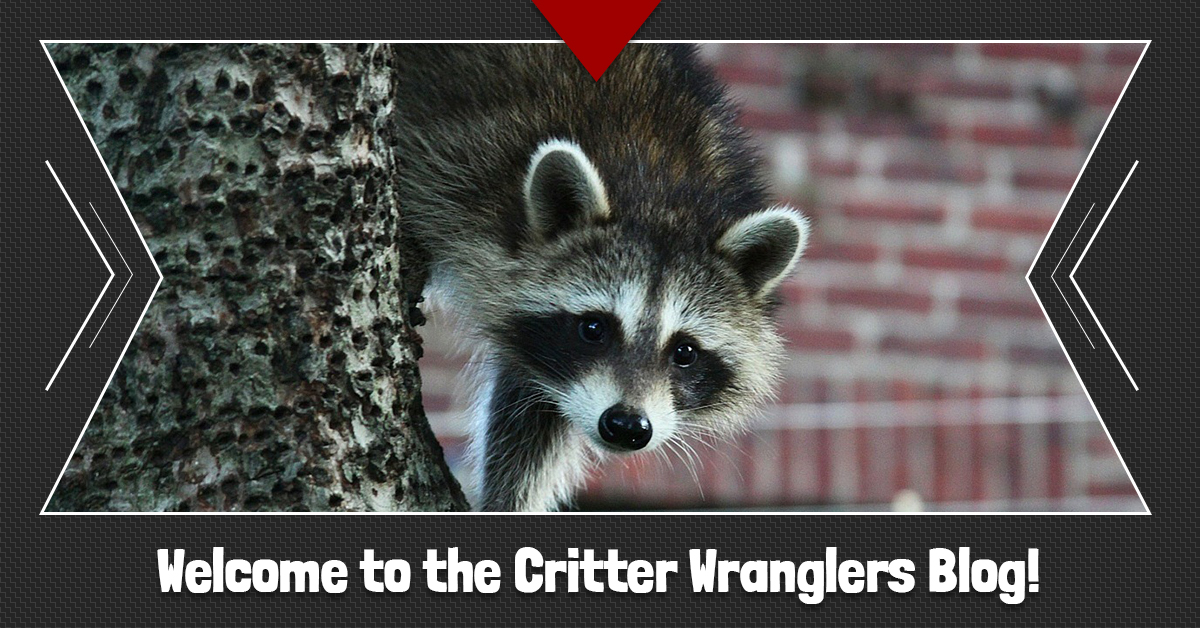 Blog-Welcome-to-the-Critter-Wranglers-Blog-5b72e085c9e47