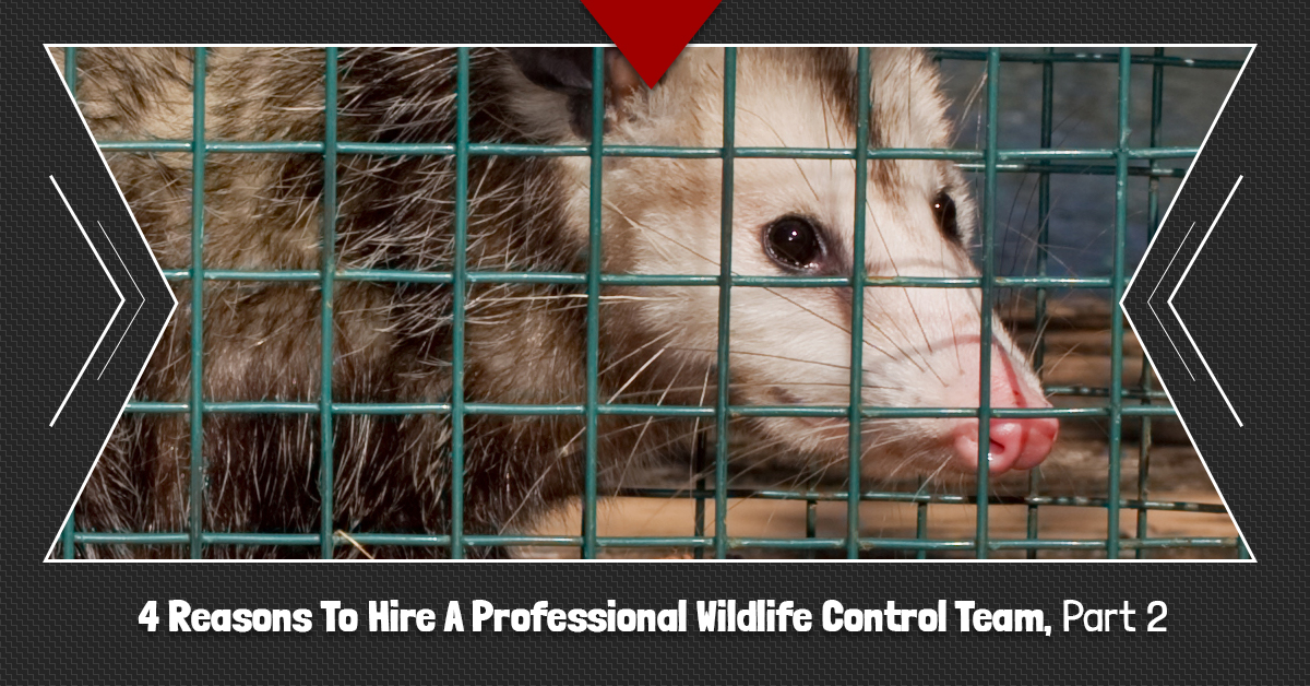 Reasons-To-Hire-A-Professional-Wildlife-Control-Team-Part-2-5b72e08b4b11c