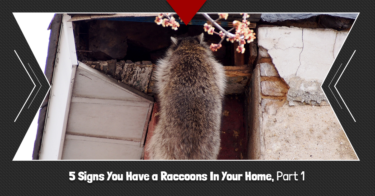 BlogBeauty-5-Signs-You-Have-a-Raccoons-In-Your-HomePt1-5bec37195b2bb