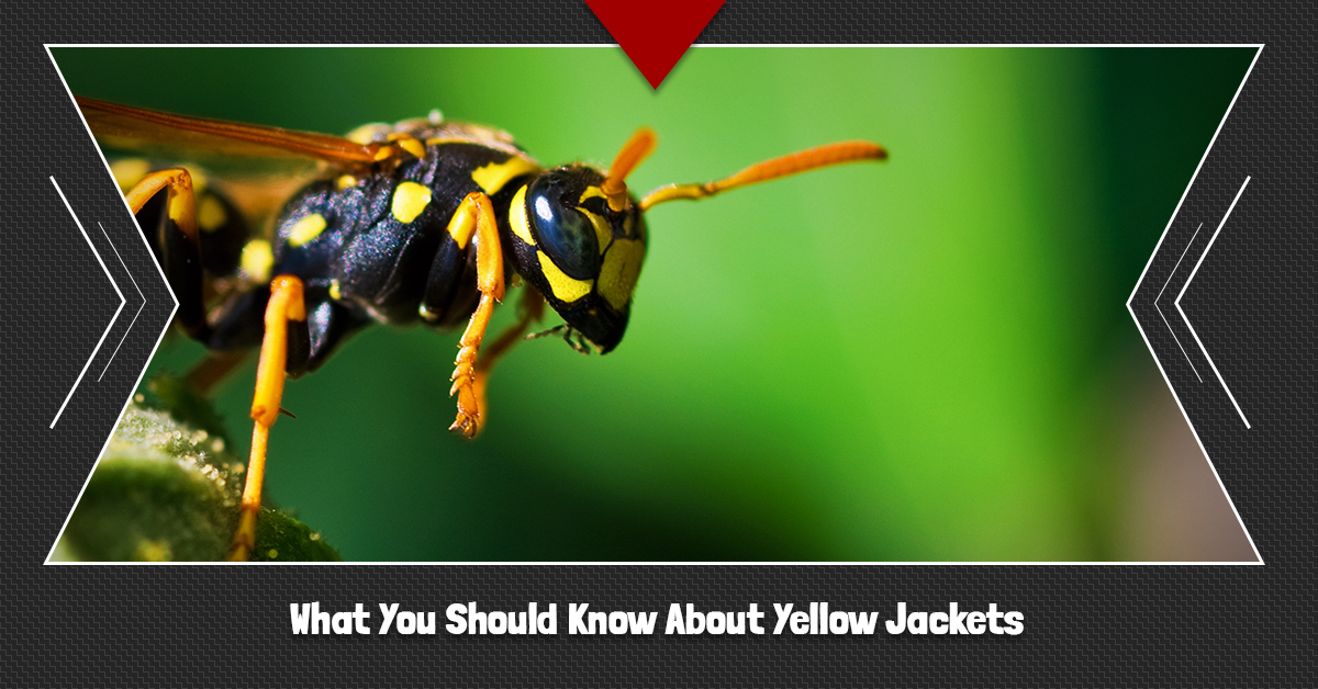 Pest Control Knoxville What You Need to Know About Yellow Jackets