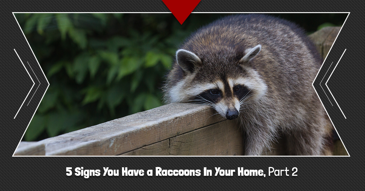 BlogBeauty-5-Signs-You-Have-a-Raccoons-In-Your-Home-Pt-2-5bec3747e32d4