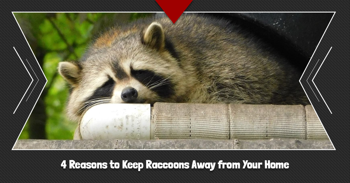 4-Reasons-to-Keep-Raccoons-Away-from-Your-Home-5c3679d366461