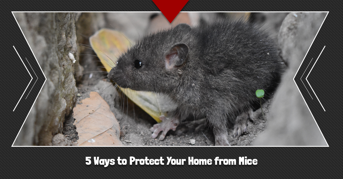 5-Ways-to-Protect-Your-Home-from-Mice-5c3679d85002a