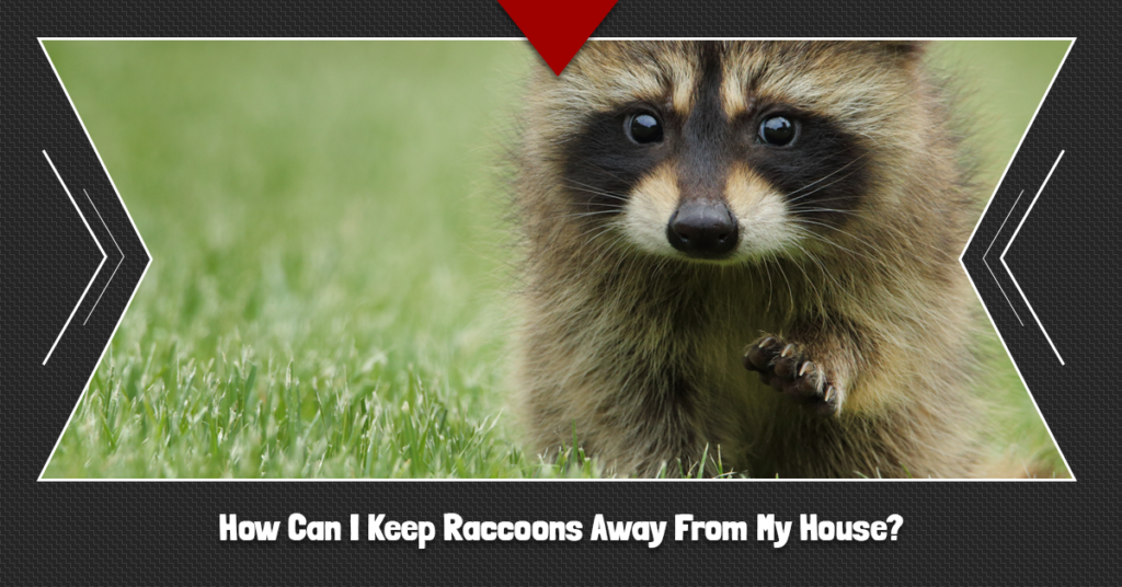 Wildlife Control Powell: How Can I Keep Raccoons Away from My House?