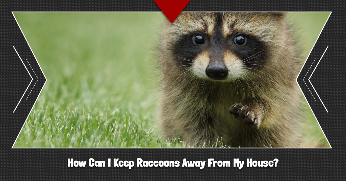 How-Can-I-Keep-Raccoons-Away-From-My-House-5c3679de9f49c