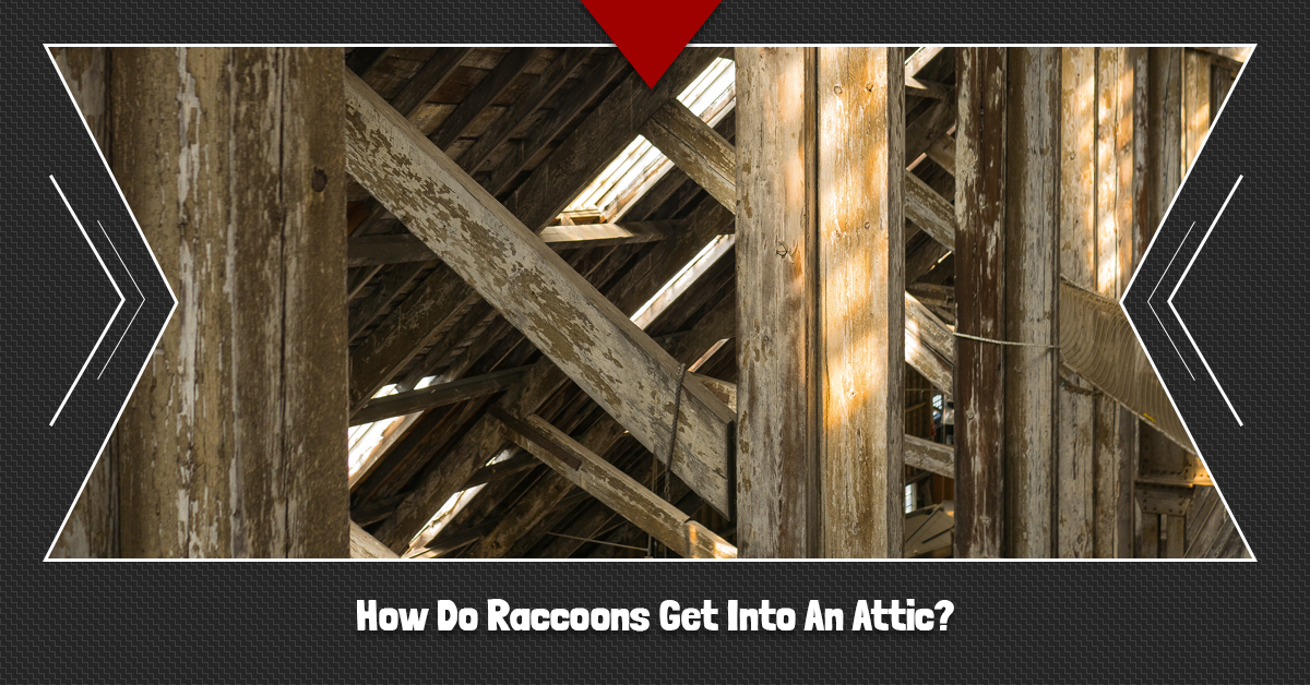 How-Do-Raccoons-Get-Into-An-Attic-5c3679e8e5d11