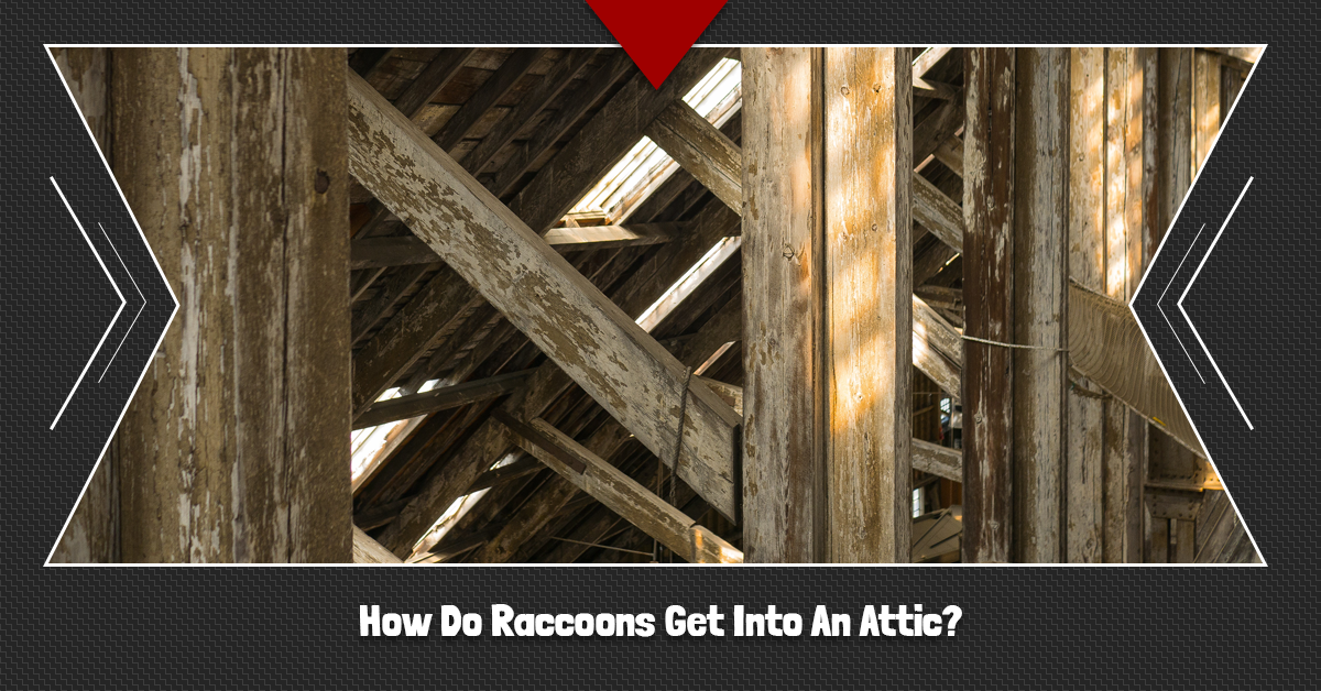 Squirrel Removal Louisville  Pest Control & Attic Repair