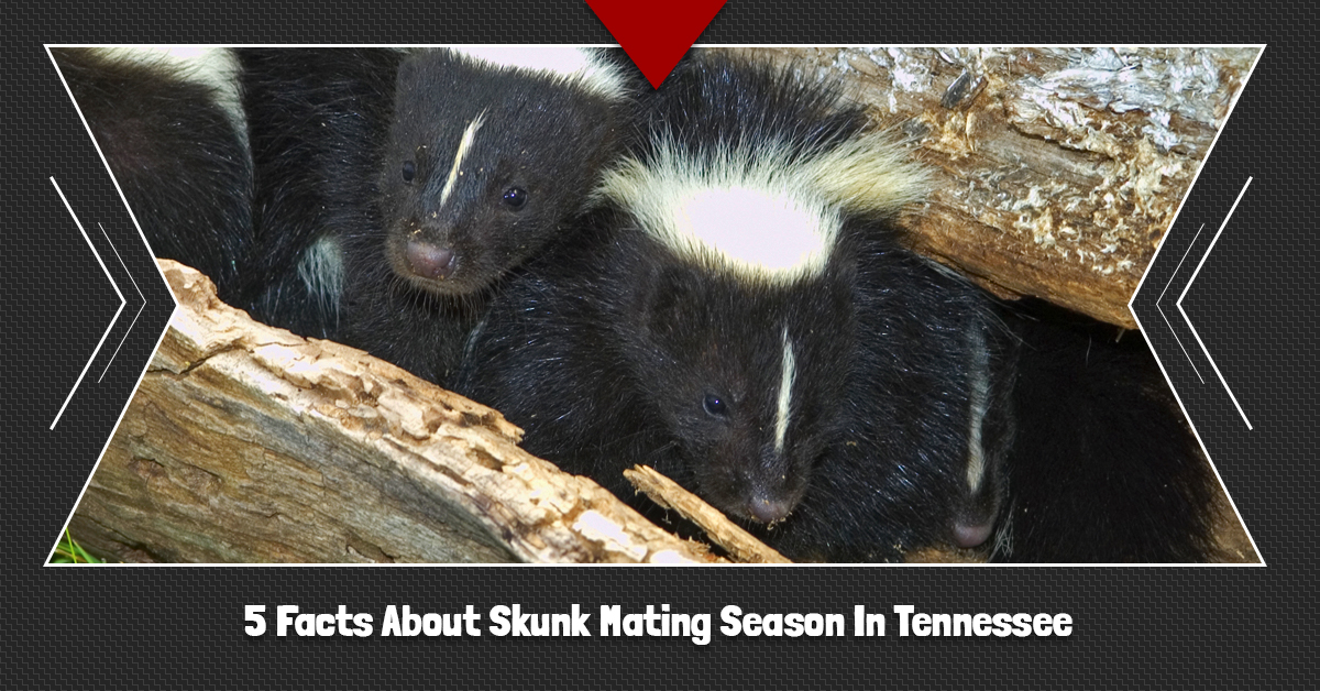 5-Facts-About-Skunk-Mating-Season-In-Tennessee-5c631cafd179e