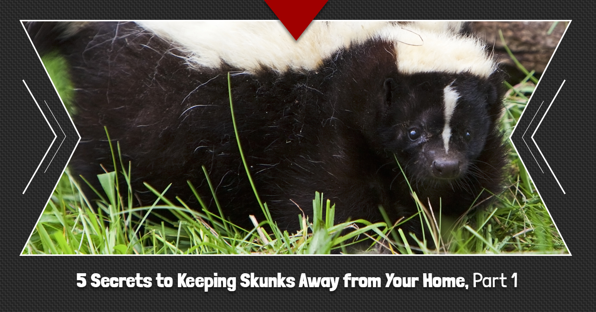 5-Secrets-to-Keeping-Skunks-Away-from-Your-Home-Part-1-5c631e0e1bd15