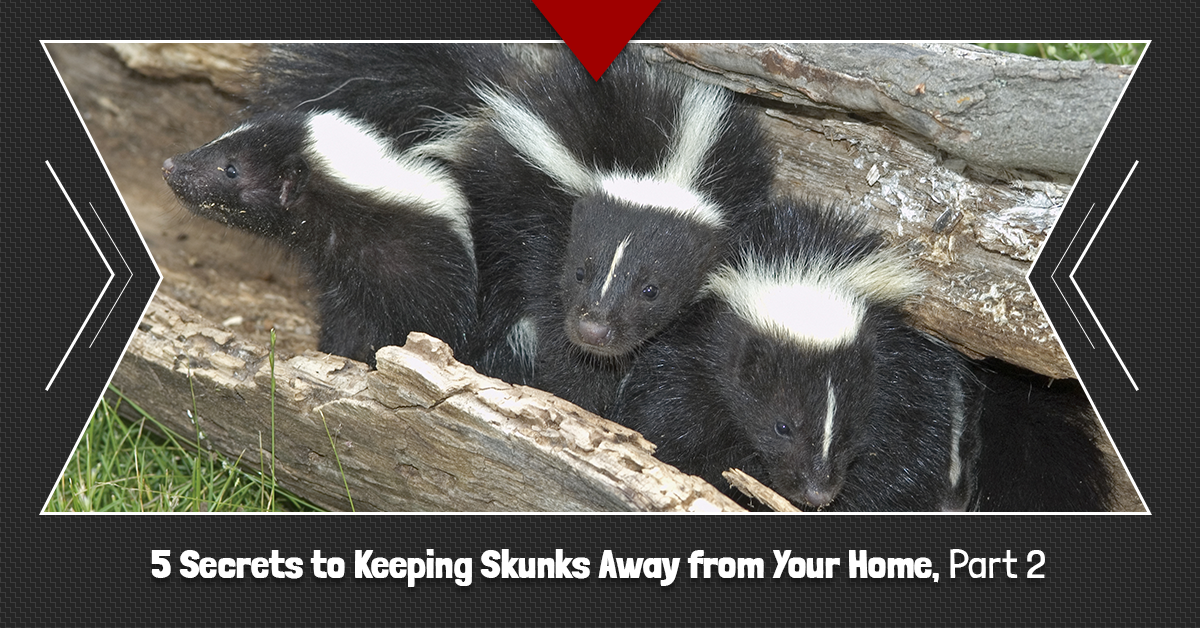 5-Secrets-to-Keeping-Skunks-Away-from-Your-Home-Part-2-5c8fdadc8e0b8