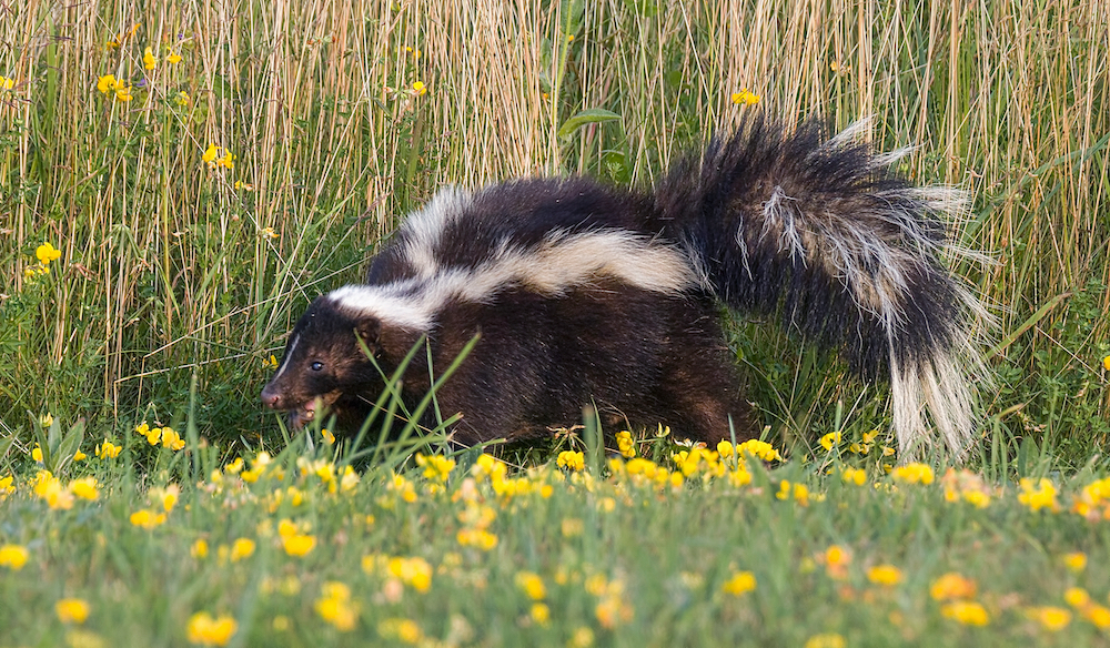 A Foraging Skunk (2)