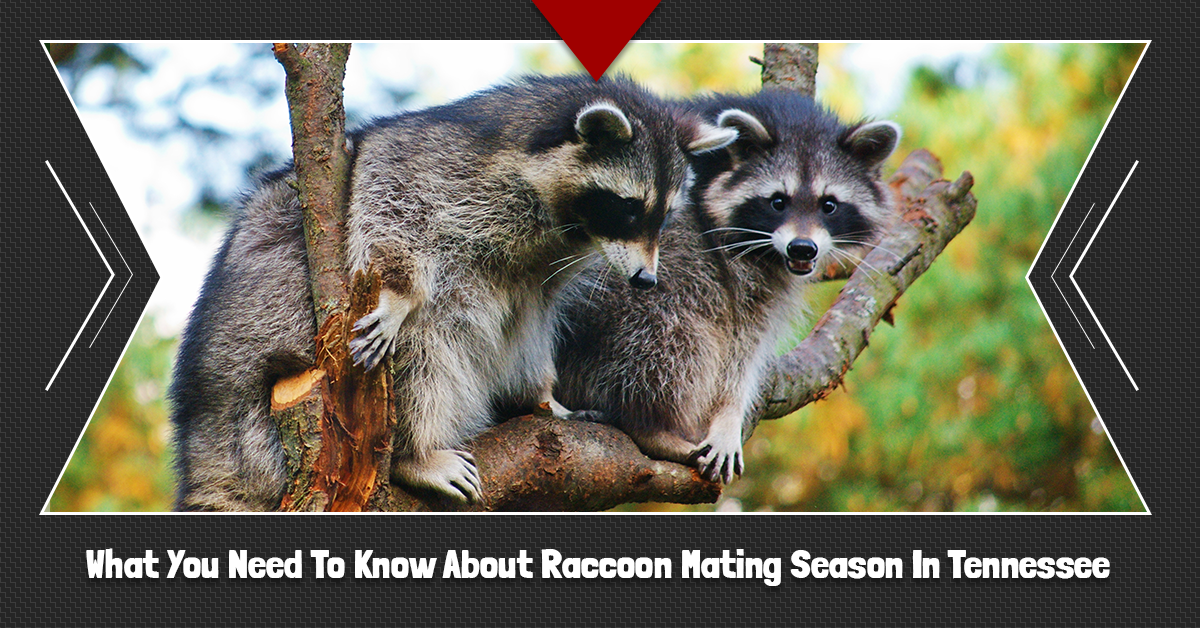 What-You-Need-To-Know-About-Raccoon-Mating-Season-In-Tennessee-5c8fdb4492246