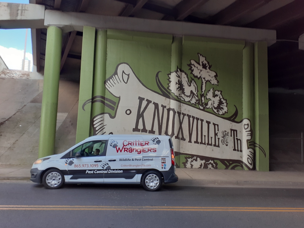 Knoxville, TN Pest Control