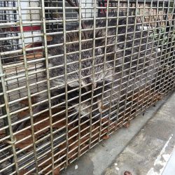 help-with-removing-raccoons-knoxville-tn-250x250