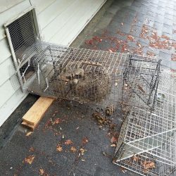 home-raccoon-removal-tn-250x250