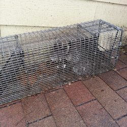 immediate-raccoon-removal-powell-tn-250x250