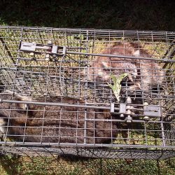 raccoon-animal-control-services-powell-tn-250x250