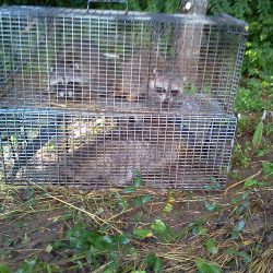 removing-raccoons-knoxville-250x250