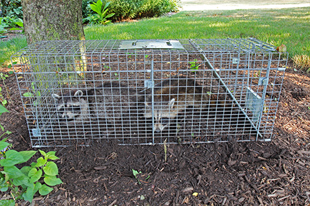 two racoons in large trap