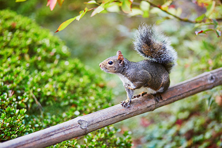 squirrel scurrying across branch