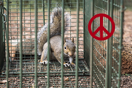 squirrel in trap with red peace sign