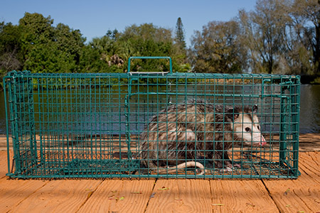 Opossum Trapping and Removal Services in East Tennessee