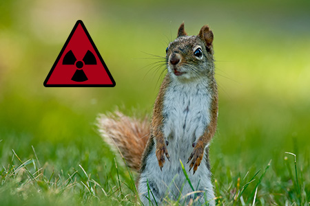 squirrel on hind legs next to toxic symbol