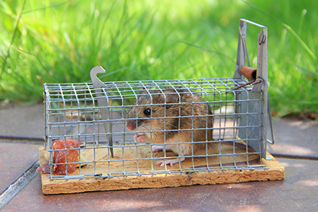 mouse in trap with food bait