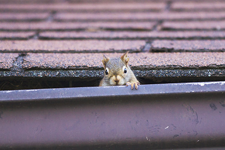 squirrel peeking out from gutter